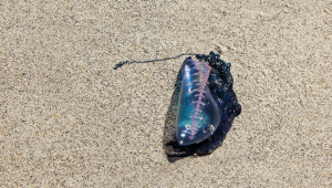 Queimadura por água-viva: o que fazer e informações gerais