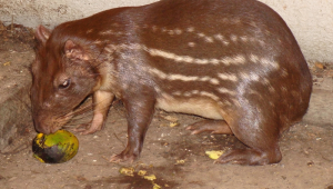 Comercializar carne de paca é crime no Brasil? Entenda o que diz a legislação