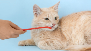 Pet com bafo? 7 causas do mau hálito em cães e gatos