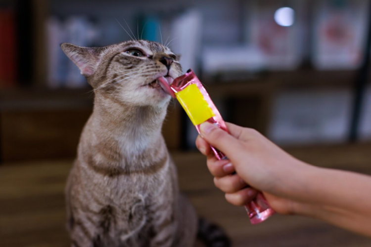 Petiscos podem fazer mal? Saiba como oferecer sem prejudicar a saúde dos pets