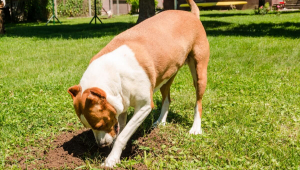 Por que cachorro enterra comida? Descubra os motivos 