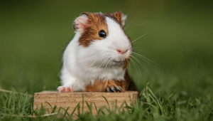 Porquinho-da-índia: 7 curiosidades que você precisa conhecer