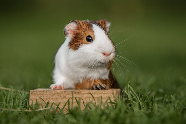 Porquinho-da-índia: 7 curiosidades que você precisa conhecer