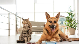 Proteína para pets: veja a importância do nutriente na dieta animal
