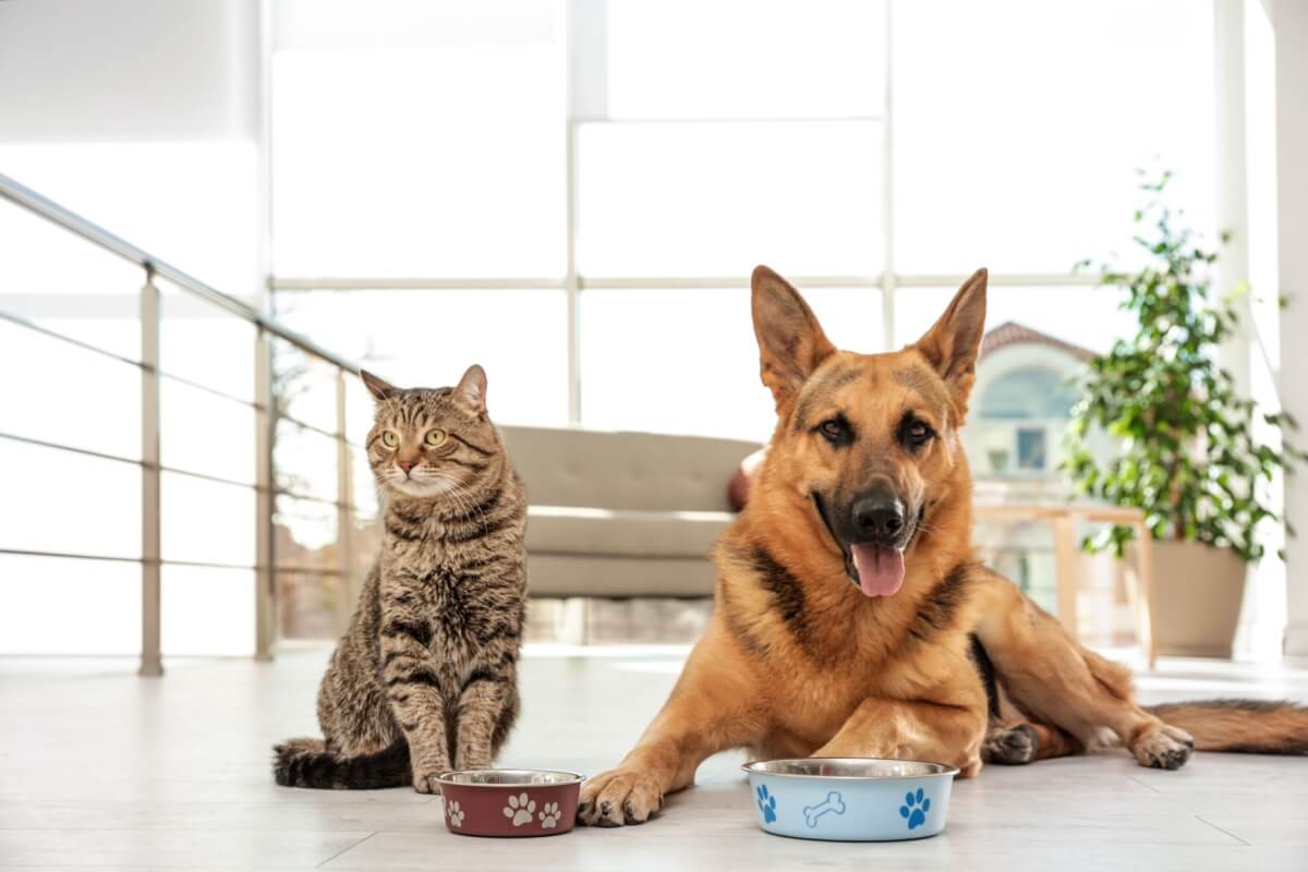 Proteína para pets: veja a importância do nutriente na dieta animal