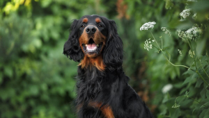 Setter gordon: conheça as características do cachorro dessa raça  
