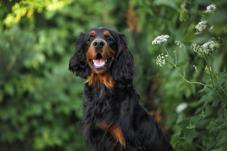 Setter gordon: conheça as características do cachorro dessa raça  