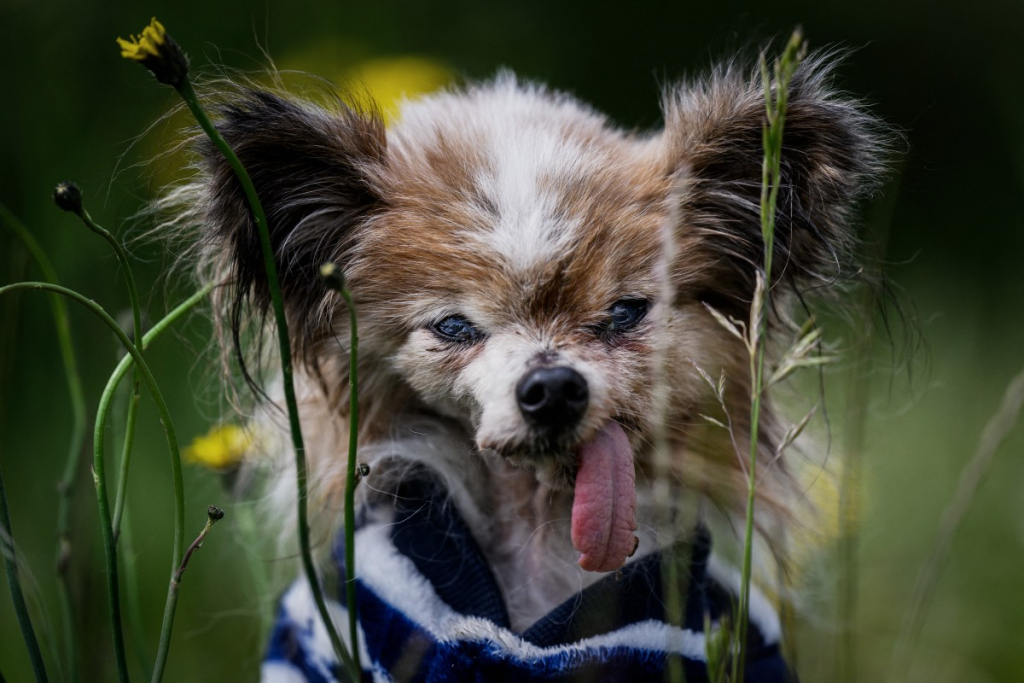Cachorro ‘mais velho do mundo’ morre aos 30 anos