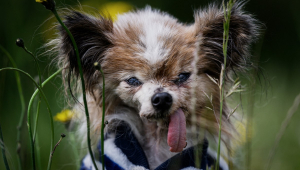 Cachorro ‘mais velho do mundo’ morre aos 30 anos