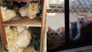 Polícia de SC investiga mulher que mantêm cerca de 400 gatos em apartamento