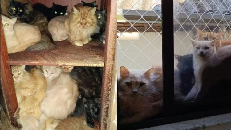 Alguns dos 400 gatos encontrados no apartamento da tutora