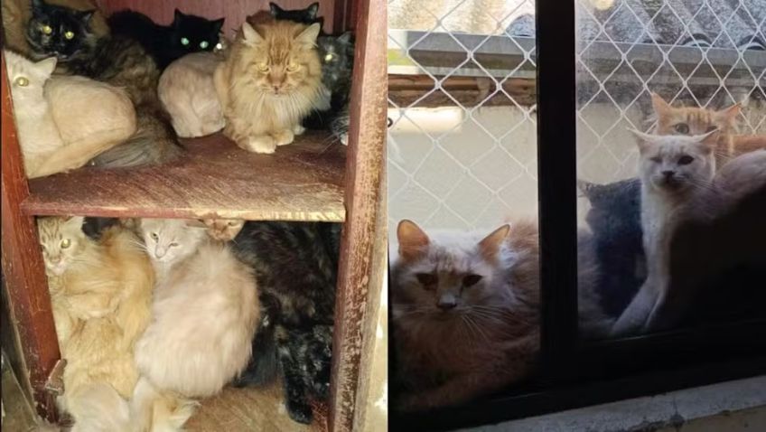 Alguns dos 400 gatos encontrados no apartamento da tutora