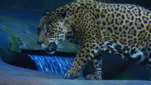 Onça ataca criança de 8 anos em Goiás e deixa o menor com o rosto ferido
